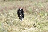 BORDER COLLIE 365